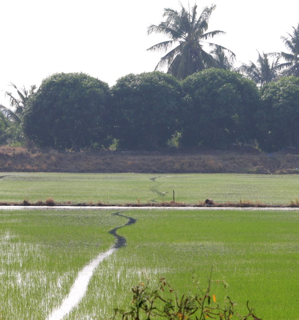 Young rice field,, by Thai pix Wildlife ph…