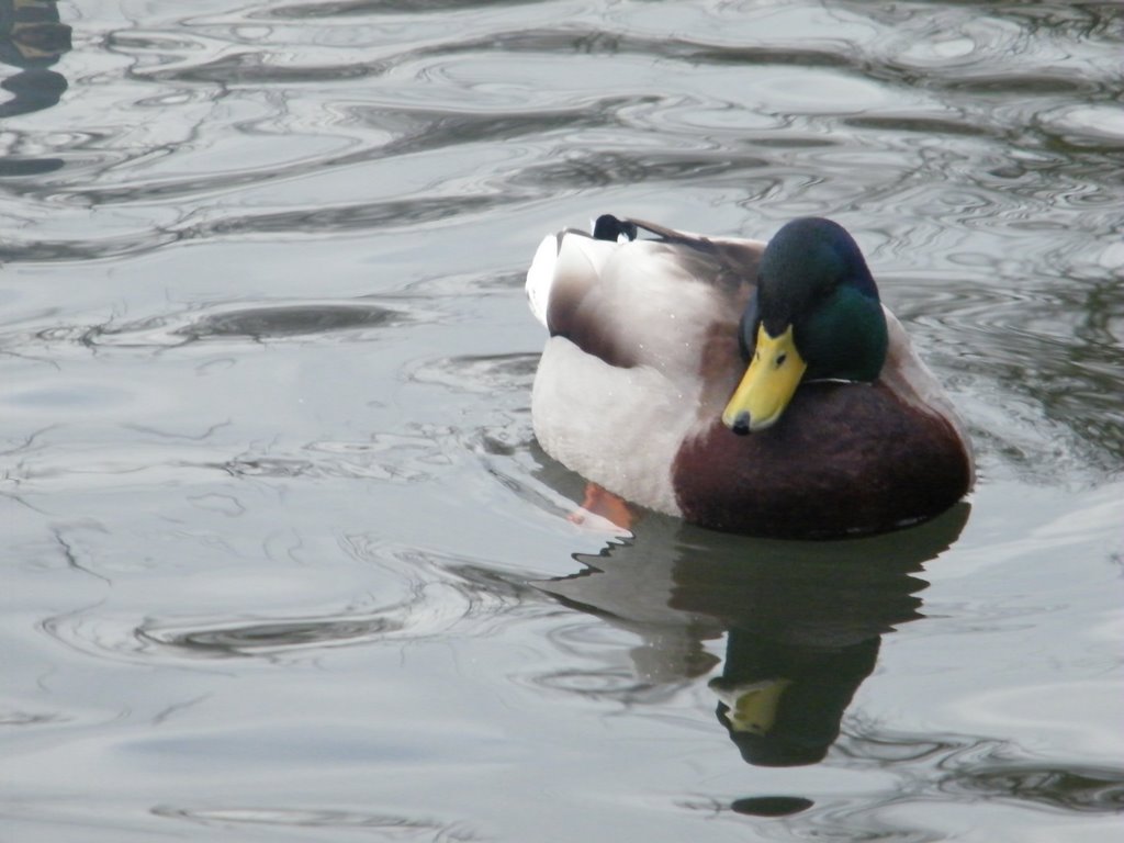 Duck on a Pond at Lewes by shanti-jaeger