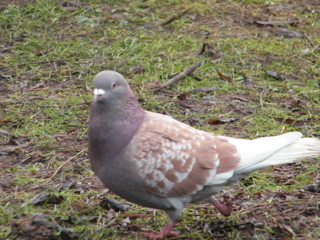 Pigeon in the Park by shanti-jaeger