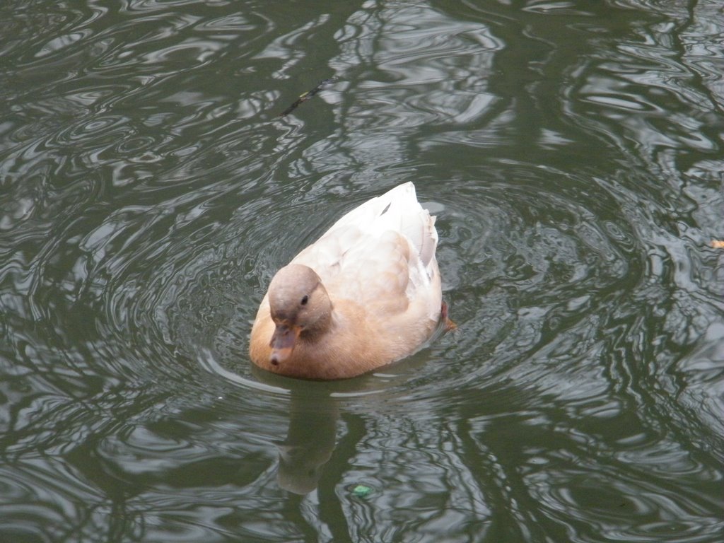 Duck at the Pell's Pool Lewes by shanti-jaeger