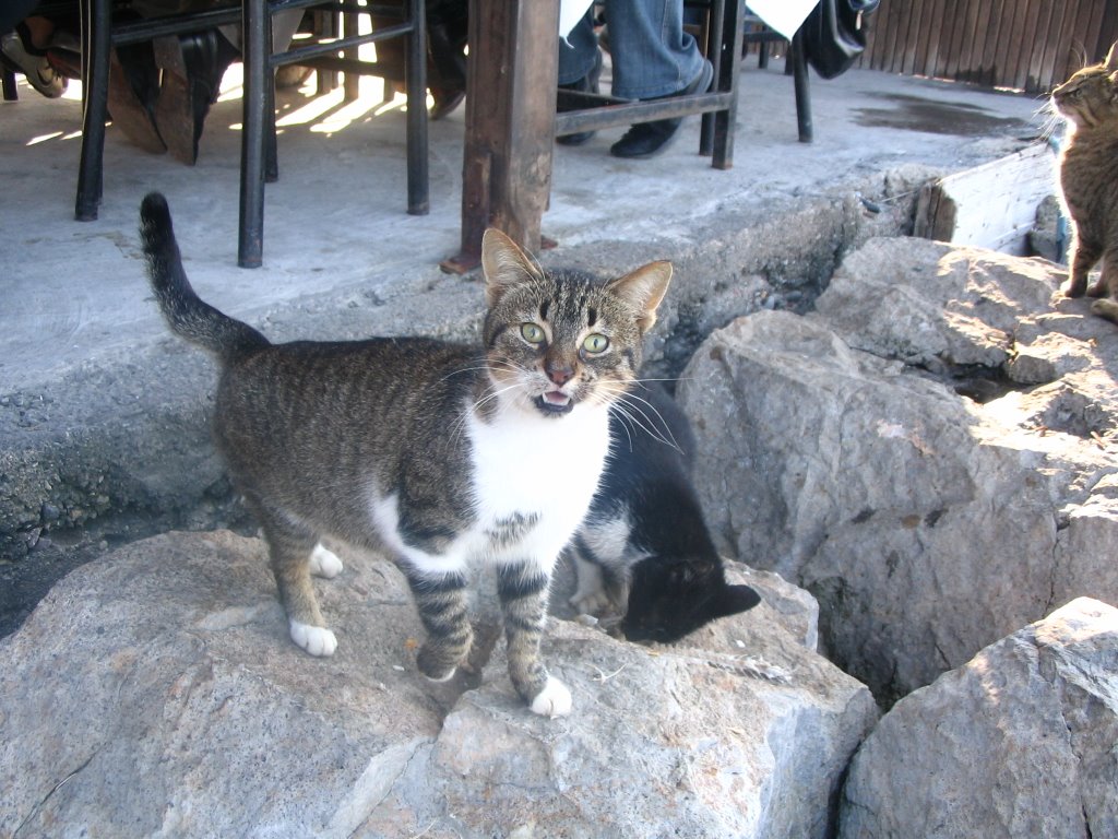 İzmir Karaburun ""Kediler"" by İsmail Taşoğlu (yemt…