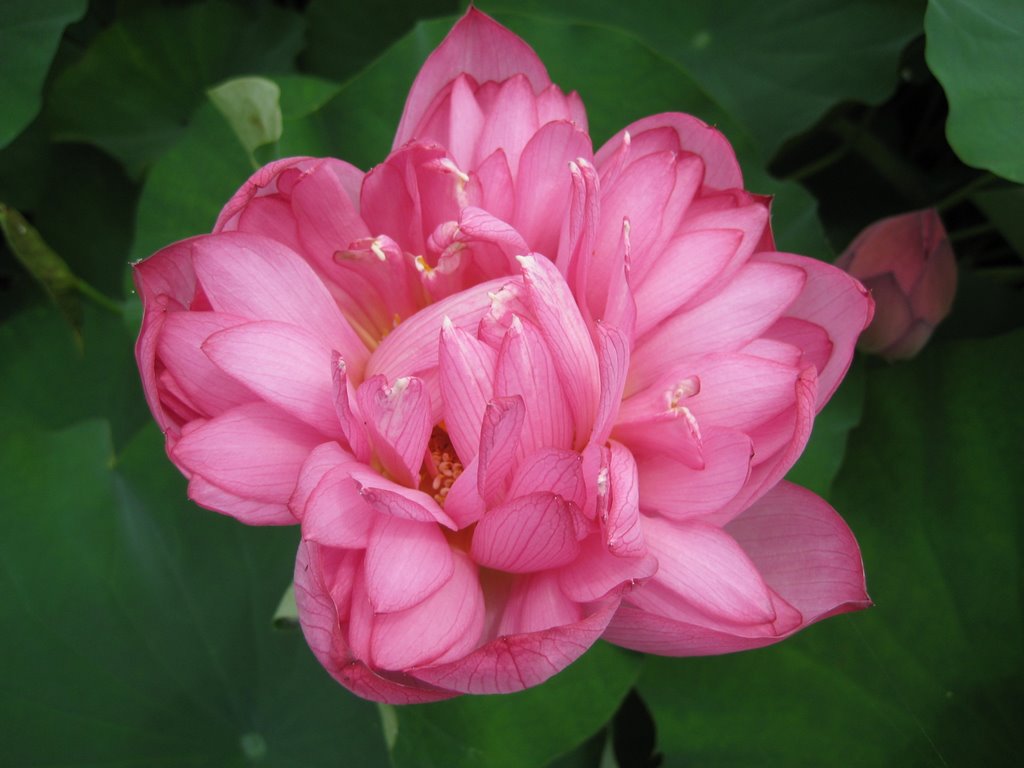 Pink water lily at Akebonoyama pond by saalhaj