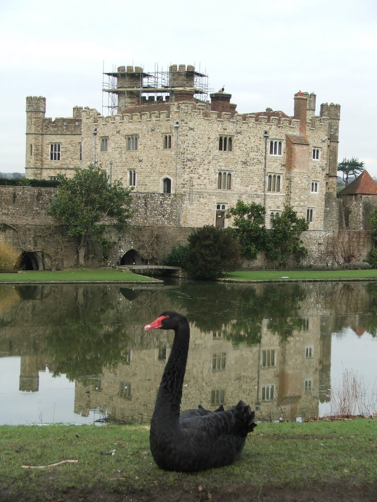 Leeds Castle Swan* by Graham Willetts