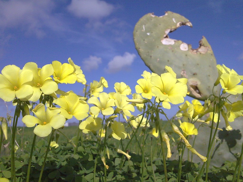 Ħad-Dingli, Malta by roshani