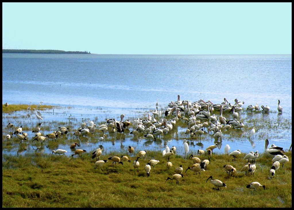 Cairns lagoon....© by leo1383 by leo1383