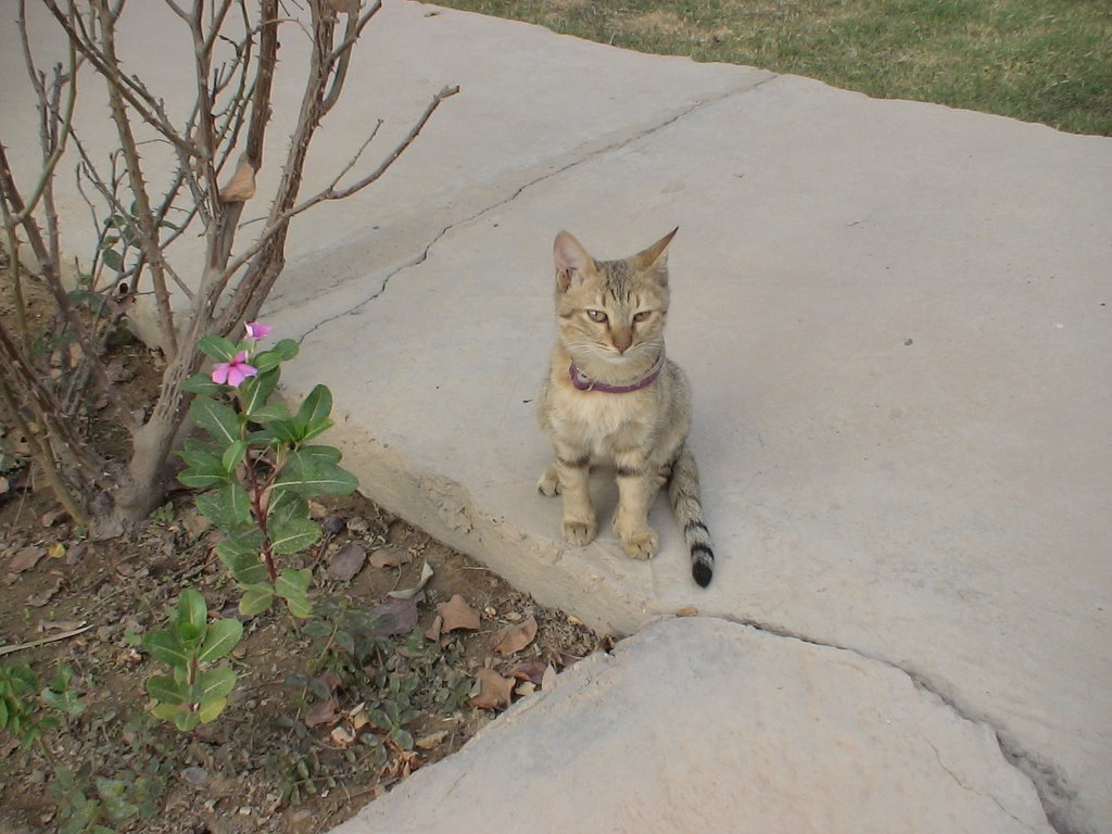 Baghdad Kitty by Grebenshikov