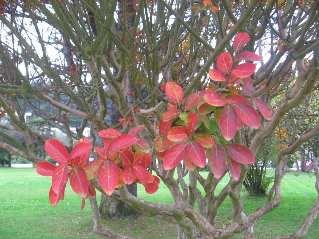 Otoño en la UdeC 041 by Carola Calderon Cea