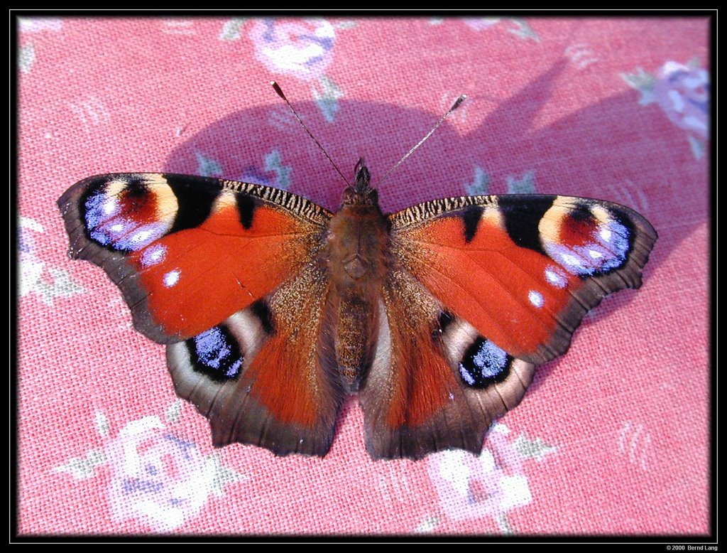 Tagpfauenauge (European Peacock butterfly, Inachis io) by Bernd Lang KN