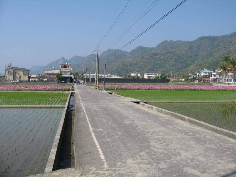 Rice Field by Chih-Hao Tsai