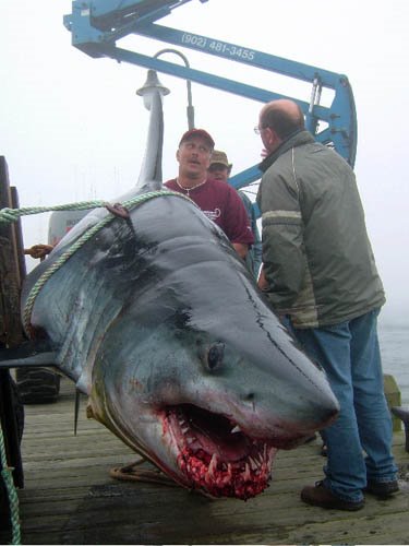 Mako Shark caught during the Yarmouth Shark Scramble by novascotian61