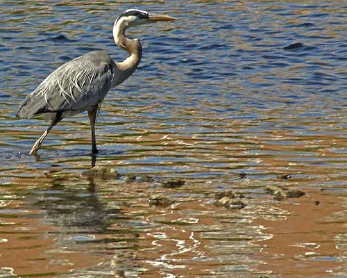 Great Blue_Squamscott River by Jim Ekstrom