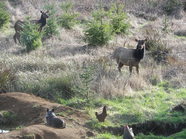 Ausie, Elk and Chickens chillin by ralph.oregon@gmail.com