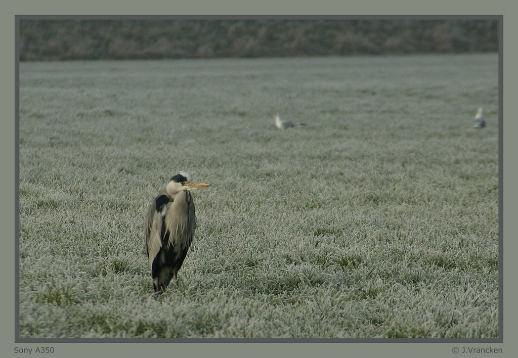 Reiger by Jo Vrancken