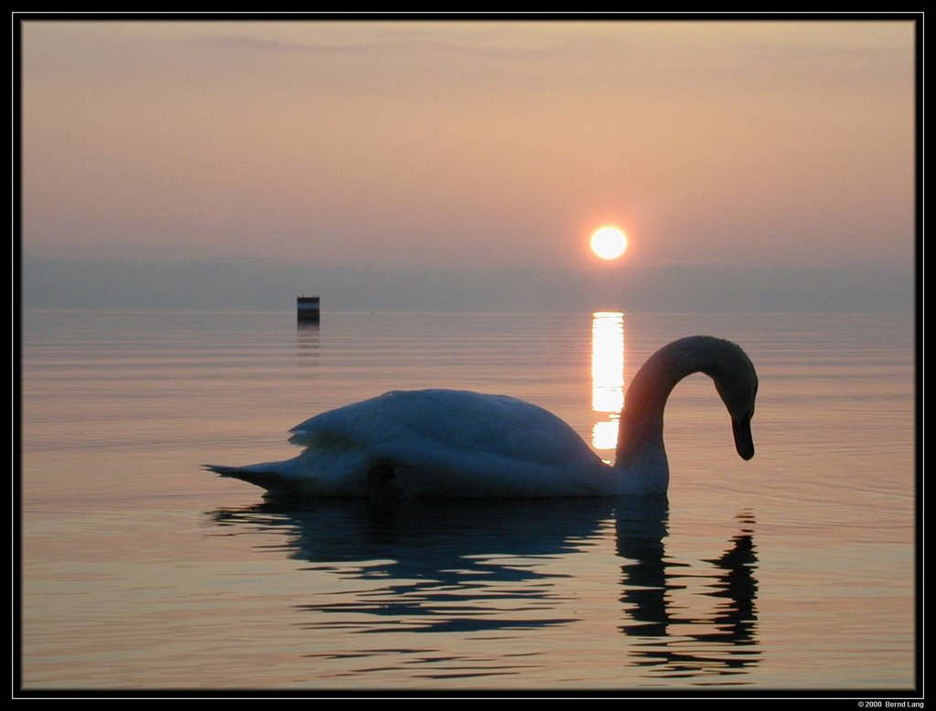 " i ", ein Schwan! by Bernd Lang KN