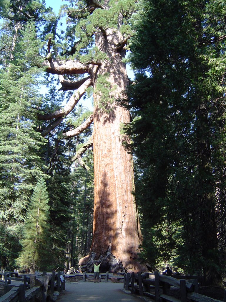 Grizzly Giant Yosemite N.P. by Max yoghi