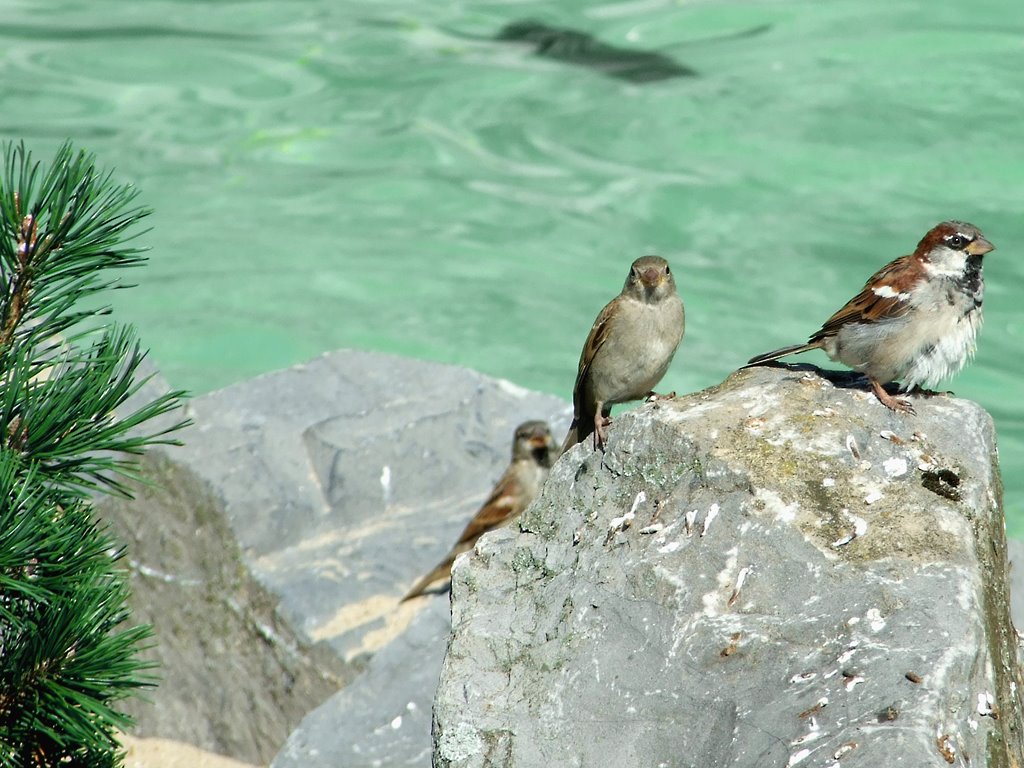 Tierpark Aachen Spatzen by bigapple007