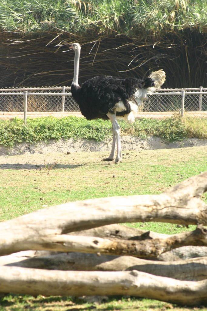 Zoológico Guadalajara ( fotografía de Francesco Lay ) by Francesco Lay