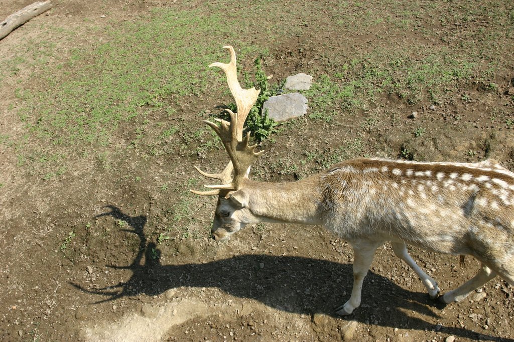 Zoológico Guadalajara ( fotografía de Francesco Lay ) by Francesco Lay