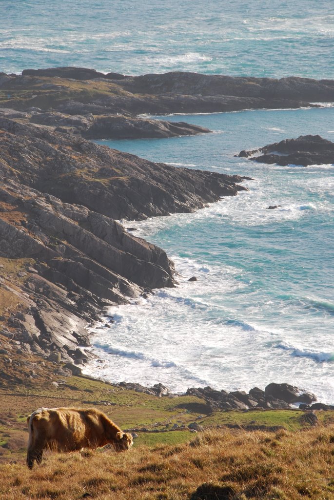 Cow, Crevices, Coomatloukane, County Kerry by Daniel Massey