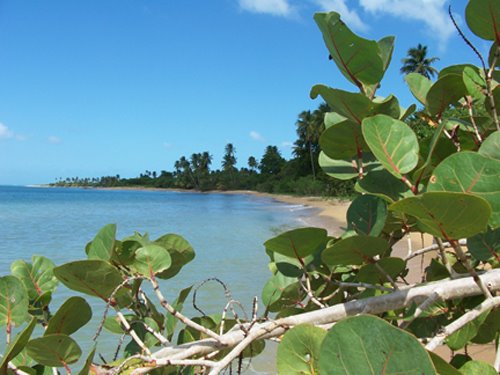 Green Beach by tymeckis