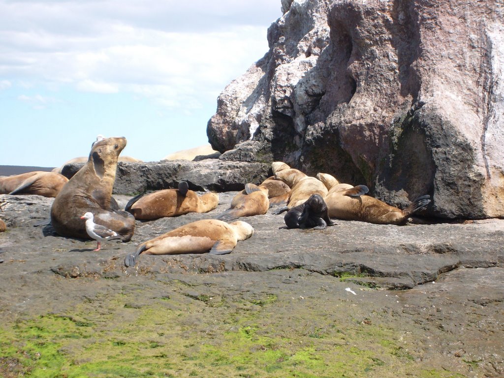 Lobos de Mar by Miguel Oscar