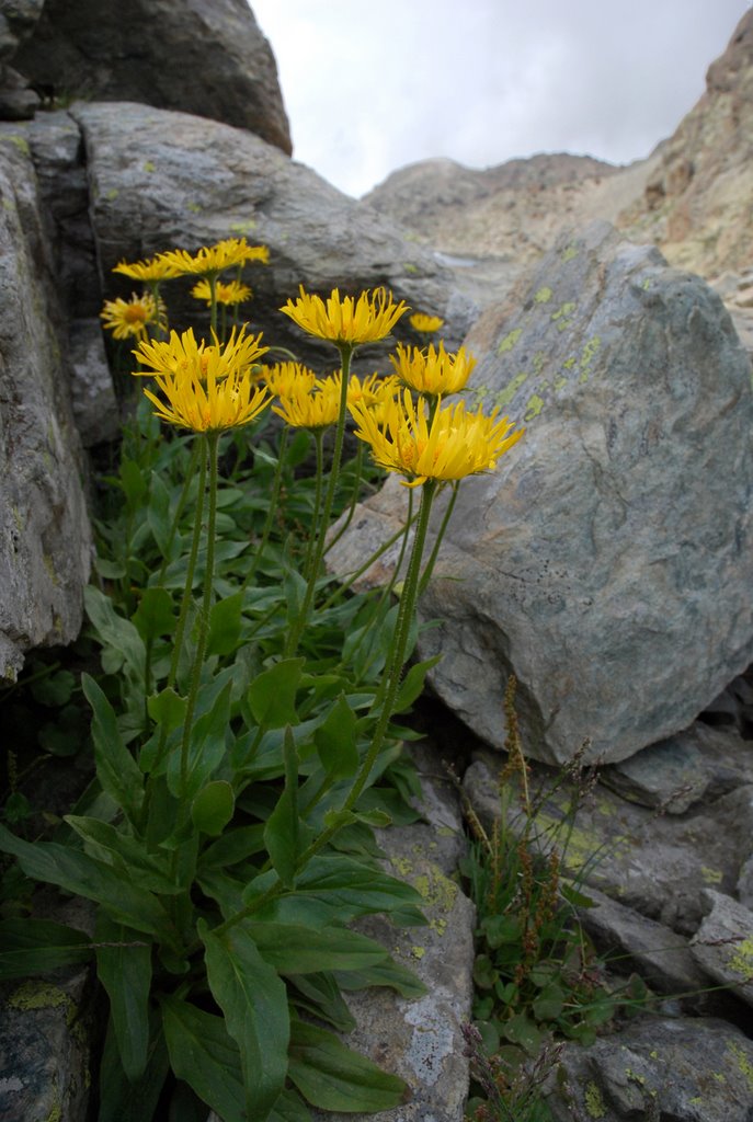 Doronicum clusii (All.) Taush. by pascal amblard