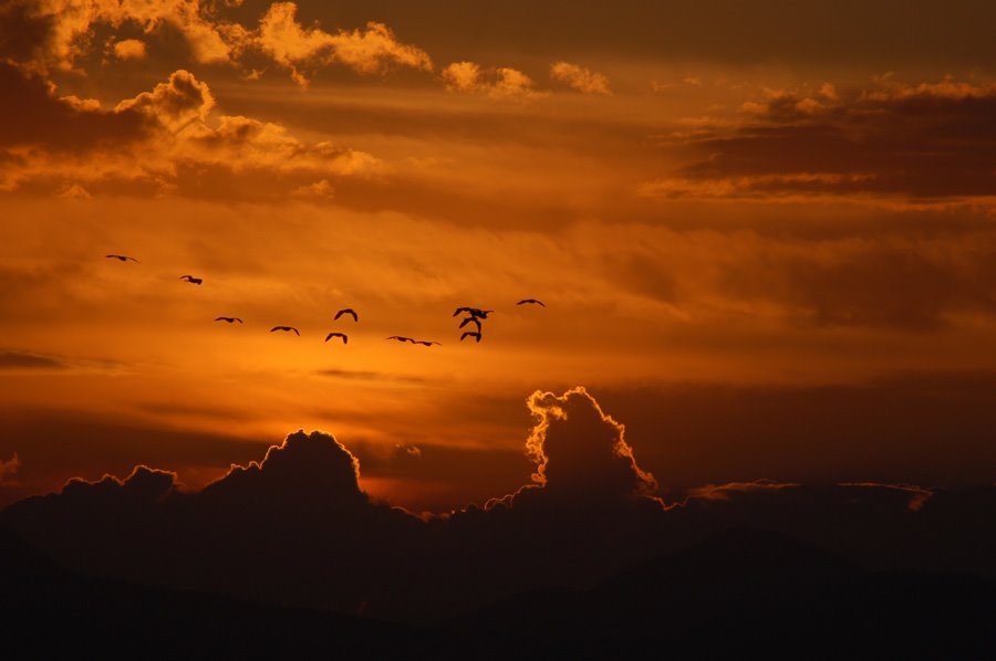 Atardecer y garzas en Morelia by Juan Manuel Ortega R…