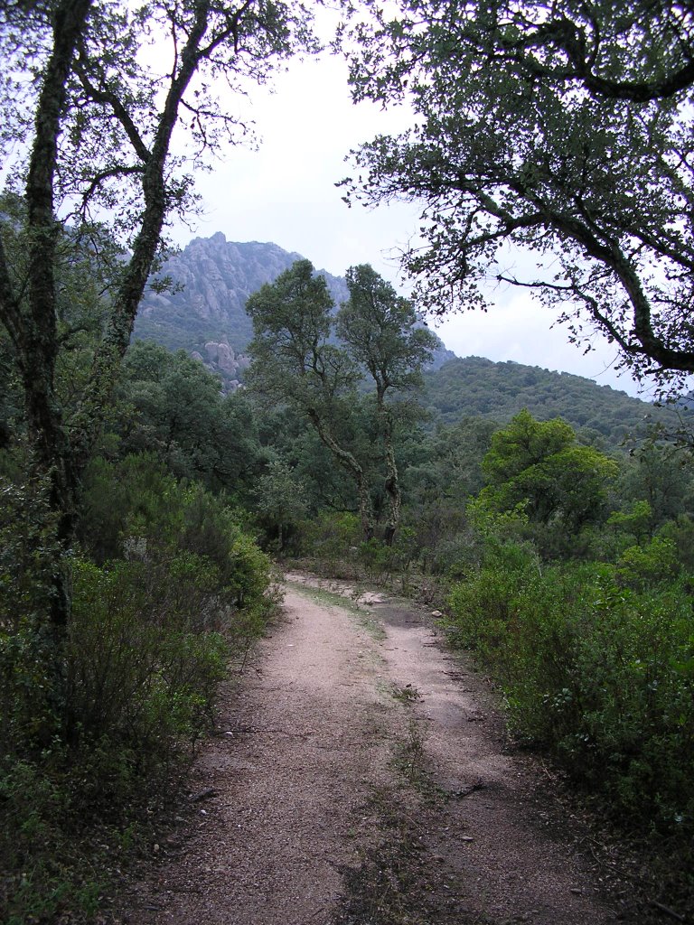 Gallura - Boschi di Berchidda 2 by Angelo Mele