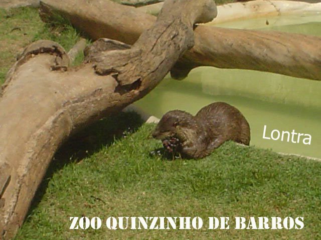 Lontra do Quinzinho by CLOVIS COSTA DE BARR…