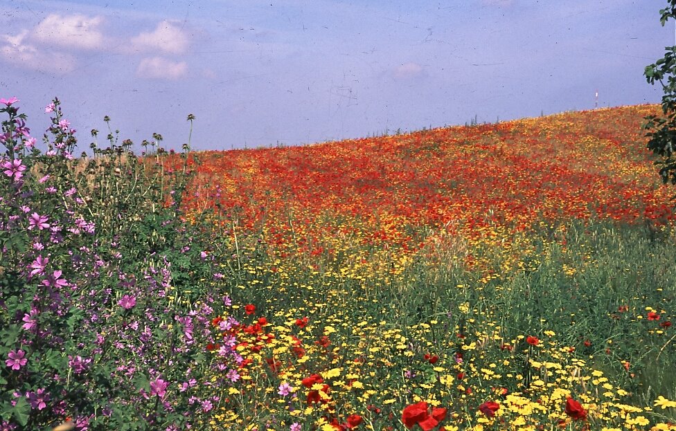 Campo di papaveri by Giovanni Parenti