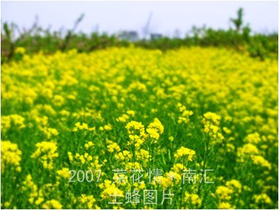 Flower of rape plant in the field by tony.st.zhou