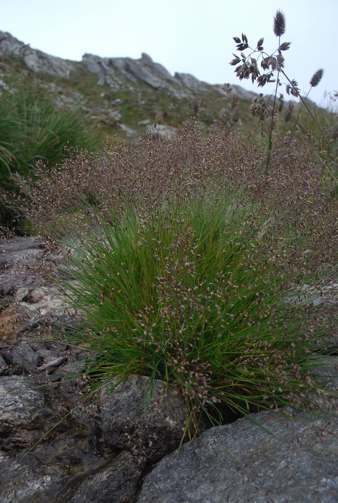 Agrostis rupestris All. by pascal amblard