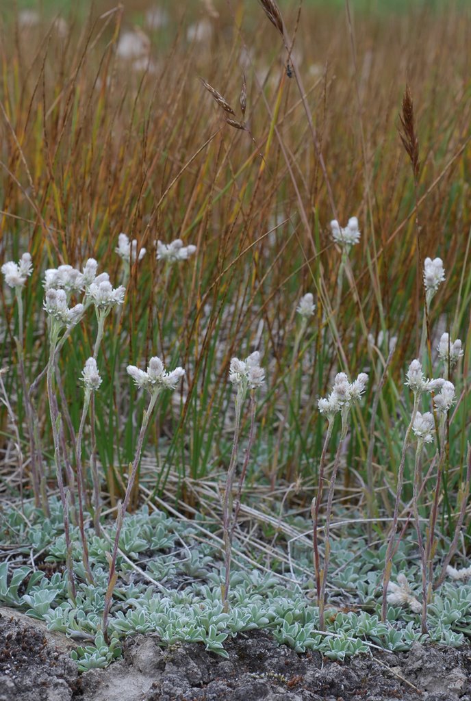 Antennaria dioica Gaertn., Pied de Chat by pascal amblard