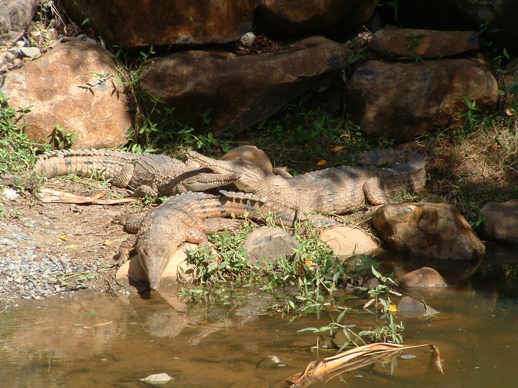 Crocodiles, Currumbin 2005 by Bill Ferris