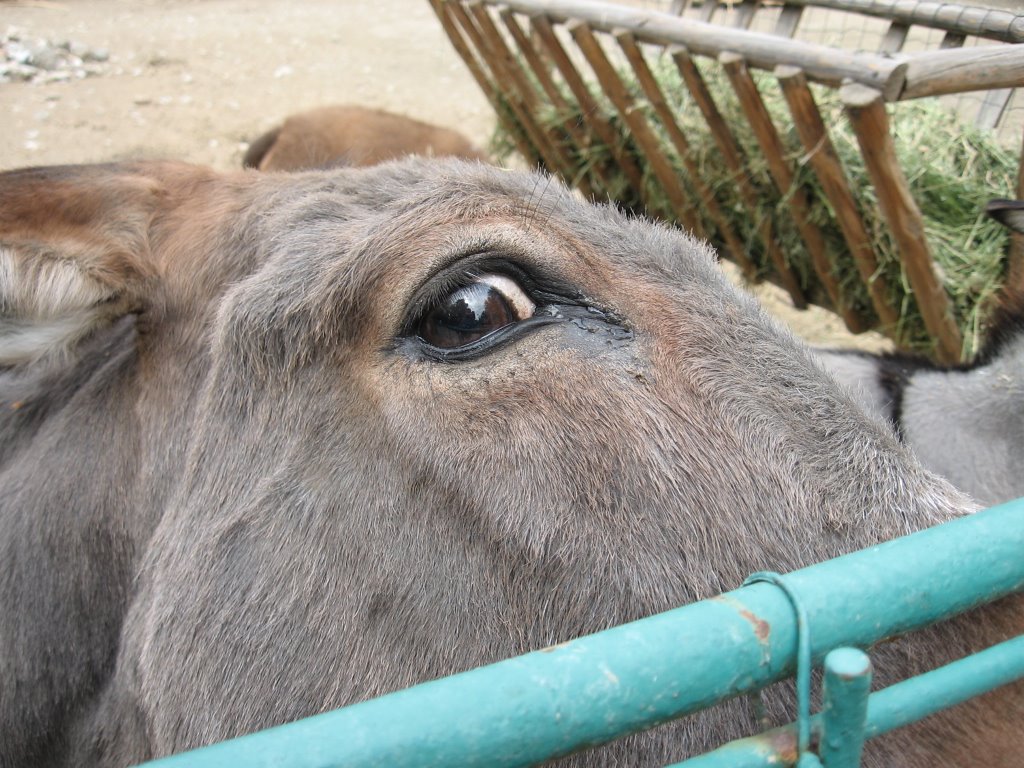 Skopje ZOO - Donkey 2 by Zoran Neskoski