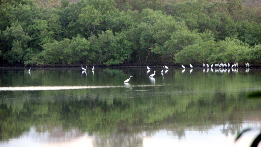 En la laguna de las garzas by Shirfa