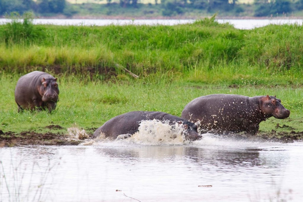 Hippos, Pilanesberg National Park, South Africa by Gilmour Family