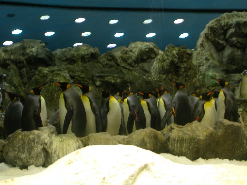 Penguins at Loro Parque by hamtpa