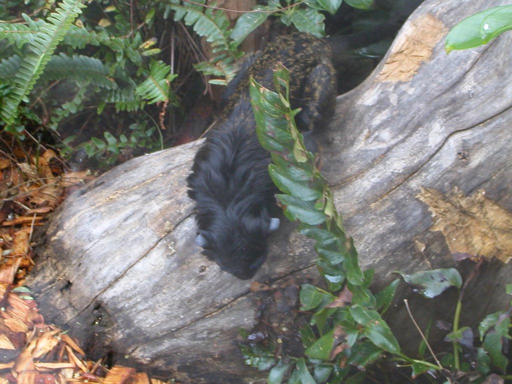 Monkey at Loro Parque by hamtpa