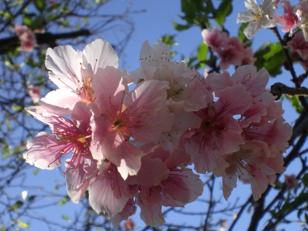 Flôres de Sakura na Praça Antonio João - Dourados - MS - Brasil by Paulo Yuji Takarada