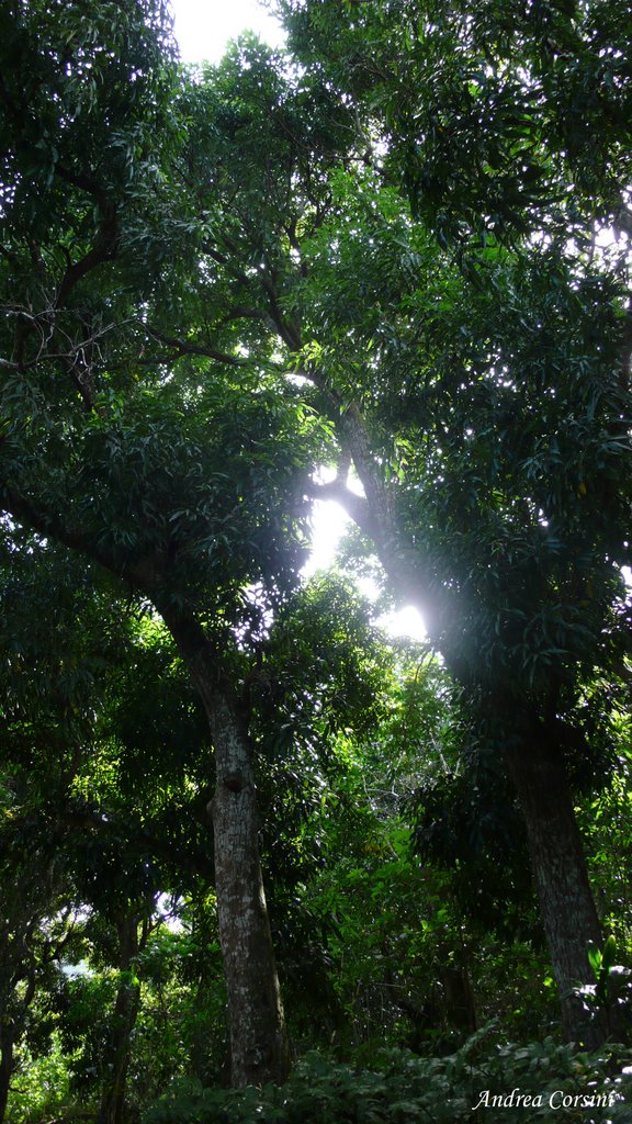 The sub-tropical forest in Raivavae by Andrea Corsini