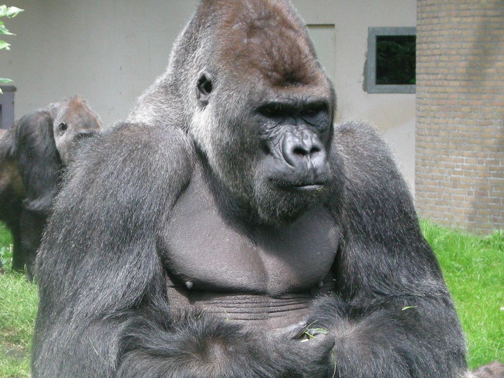 Gorilla in Artis by Richard Donkervliet