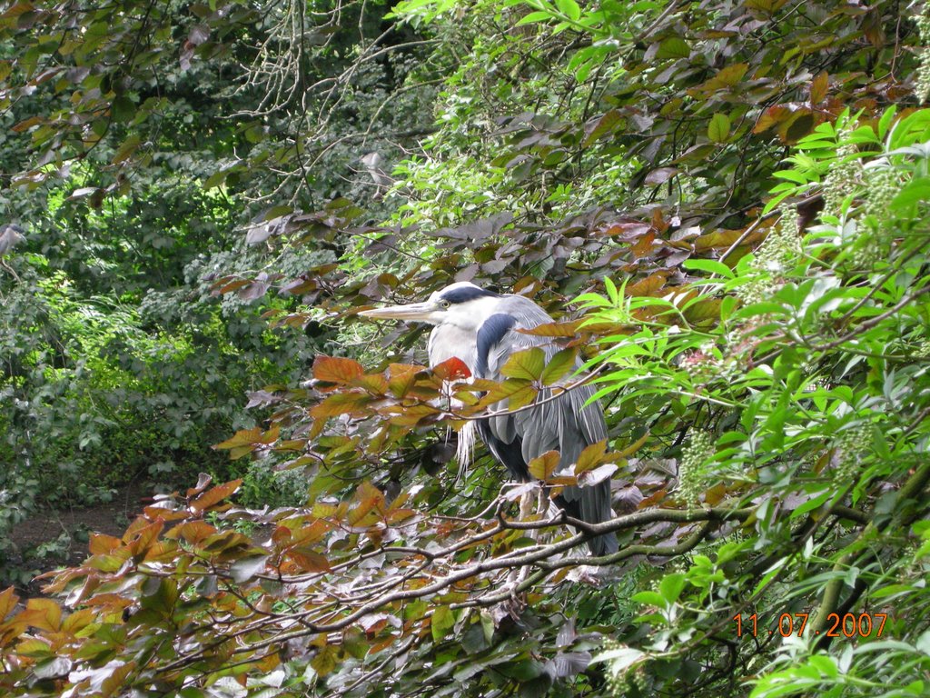 Reiger in artis by Richard Donkervliet