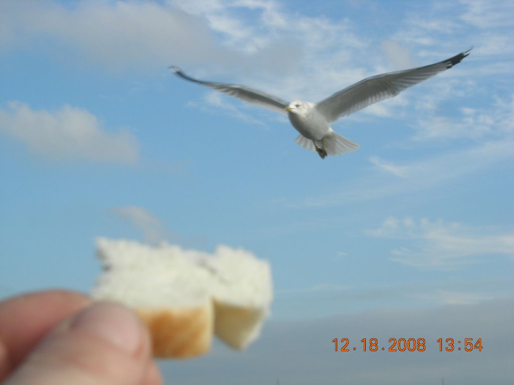 Feed the seagull Seaside Park CT by LennyDotCom