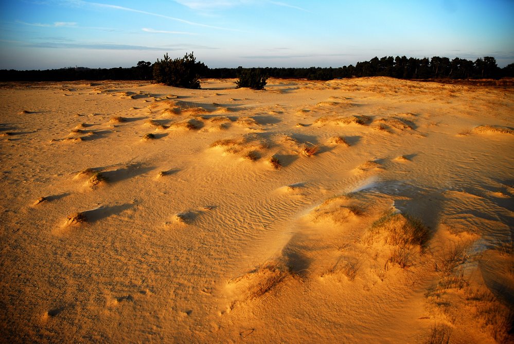 Evening sun 'scratching' De Pollen at Hoge Veluwe by Marten Idema