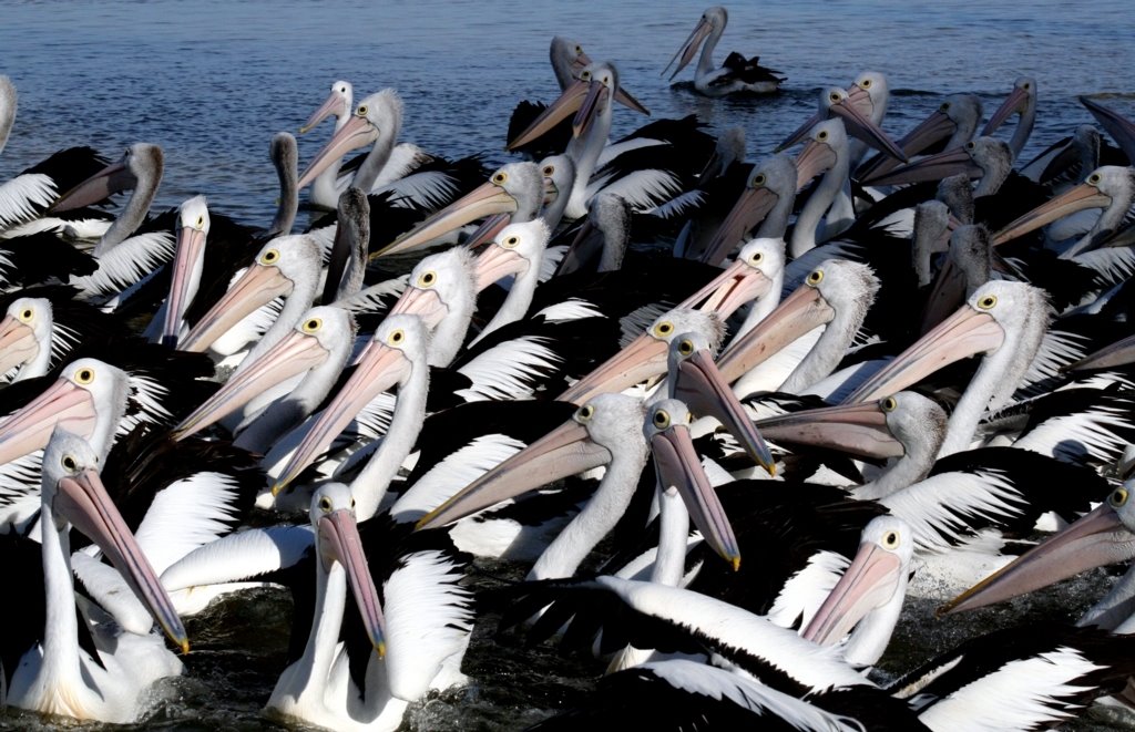 Pelican Feeding at The Entrance, NSW Australia by Chrys Martin