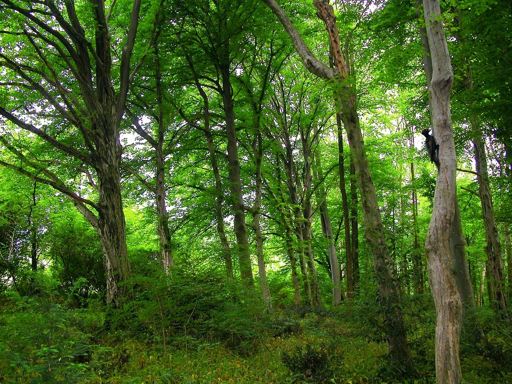 Parco di Brazzà, carpini secolari con picchio nero by Tiz69