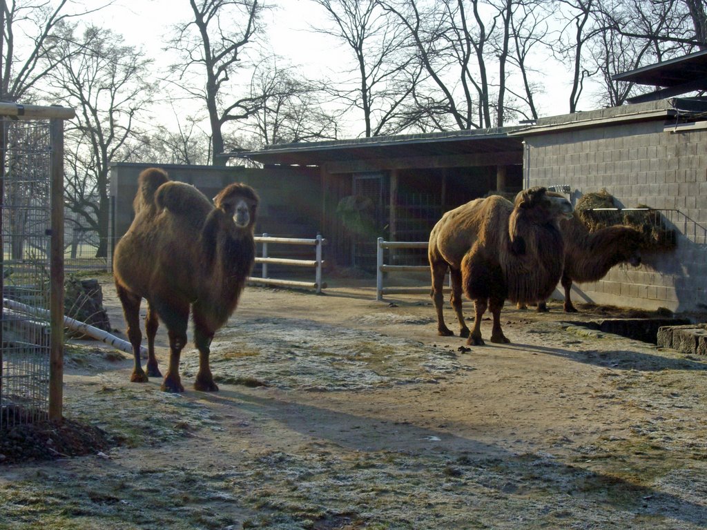 Wilhelma, Wüstenschiffe by ©schw@bendude