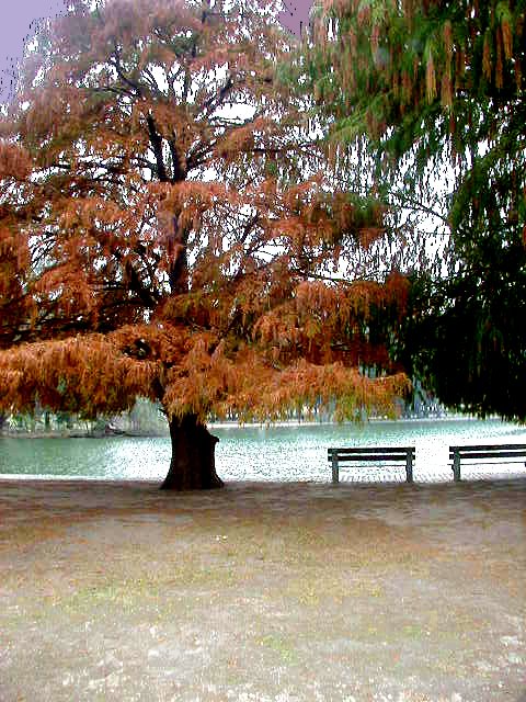 LAGO DE PALERMO- ARBOL ROJO by guillermo tigalo