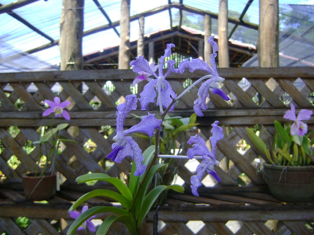 Orquidia do Jardim Botanico em Bauru by Gerson Luciano